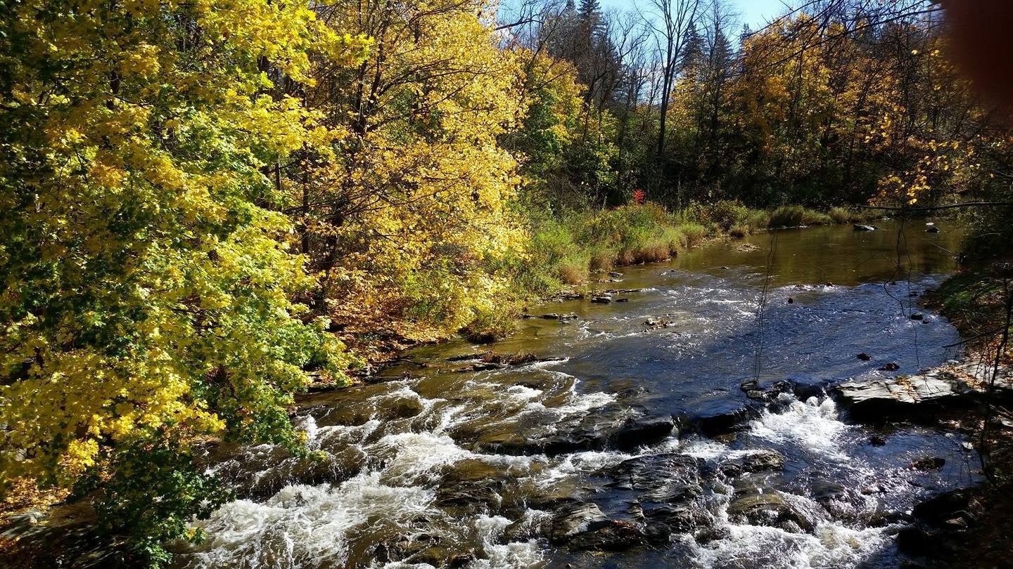 The Green River flowing beneath golden Berkshire foliage